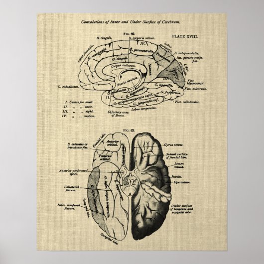 Hersenanatomie nr. 6 met Cream Achtergrond Poster (Voorkant)