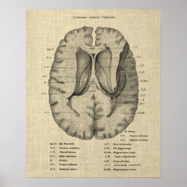 Hersenanatomie nr. 7 met Cream Achtergrond Poster