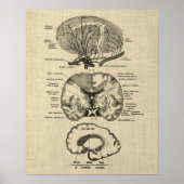 Hersenanatomie nr. 8 met Cream Achtergrond Poster (Voorkant)