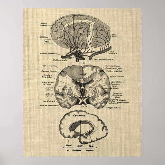 Hersenanatomie nr. 8 met Cream Achtergrond Poster (Voorkant)