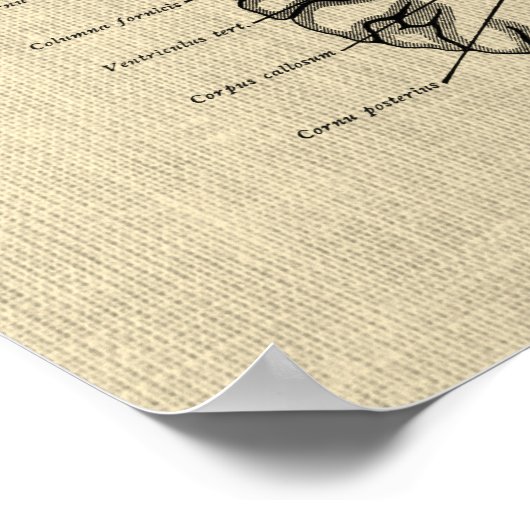 Hersenanatomie nr. 9 met Cream Achtergrond Poster (Hoek)