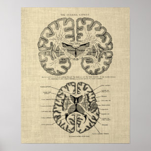 Hersenanatomie nr. 9 met Cream Achtergrond Poster