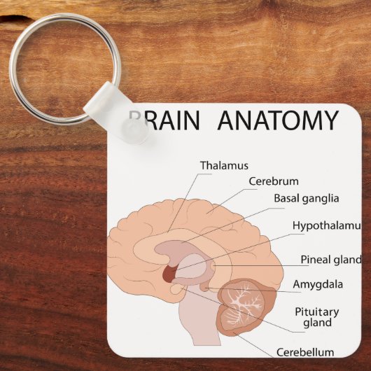 Hersenanatomie Sleutelhanger (Voorkant)