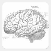  hersenanatomie vierkante sticker (Voorkant)
