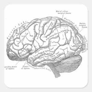 hersenanatomie vierkante sticker