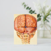 Hersenbasis en hersenvliezen lithografie briefkaart (Staand voorkant)