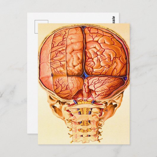Hersenbasis en hersenvliezen lithografie briefkaart (Voorkant / Achterkant)