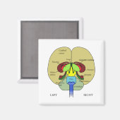 Hersenen - Gelabeld Magneet (Voorkant / Achterkant)