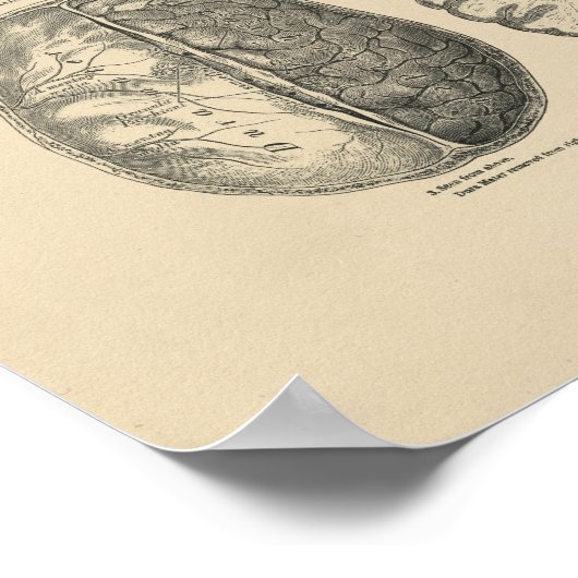  hersenschedel Anatomie 1880 Afdruk Poster (Hoek)