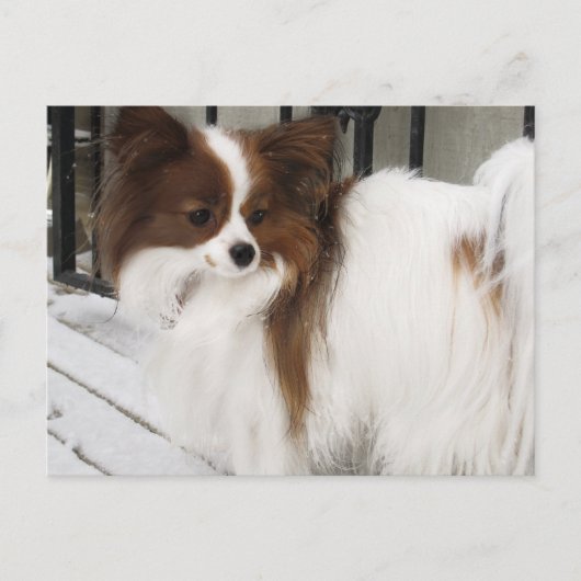 Hershey Kiss Hero Kennel Merchandise Briefkaart (Voorkant)