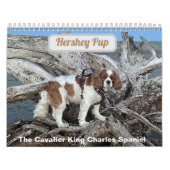 Hershey Pup Cavalier Koning Charles Spaniel Kalend Kalender (Hoes)
