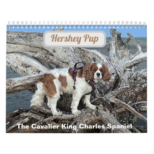 Hershey Pup Cavalier Koning Charles Spaniel Kalend Kalender (Hoes)