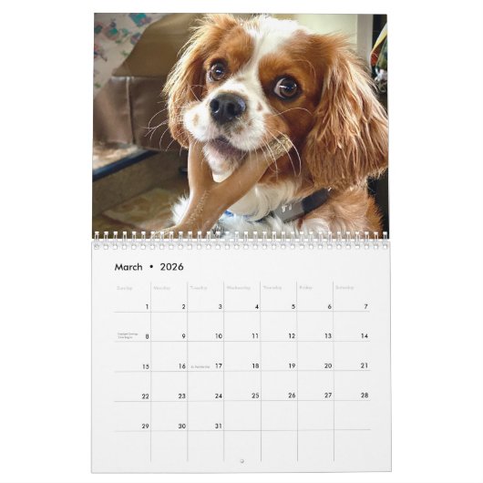Hershey Pup Schattige Cavalier King Charles Calend Kalender (Mar 2026)