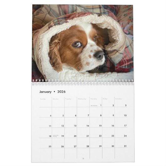 Hershey Pup Schattige Cavalier King Charles Calend Kalender (Jan 2026)