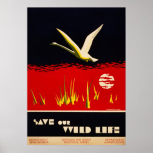  hersteld sparen onze wilde zwemmer poster