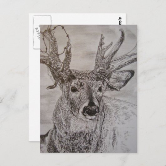 hert 2 briefkaart (Voorkant / Achterkant)