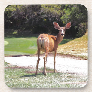 hert kijkt naar de camera natuur onderzetter