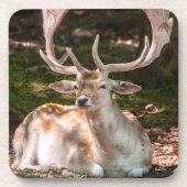 hert onder het bos onderzetter (Voorkant)