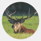 Hert rustend in het groene gras ronde sticker (Voorkant)