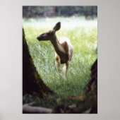 hert tussen bomen poster (Voorkant)