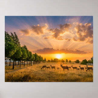 Herten bij gouden zonsondergang Poster - Wilde kud