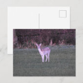Herten Briefkaart (Voorkant / Achterkant)