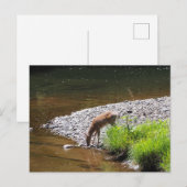 HERTEN BRIEFKAART (Voorkant / Achterkant)