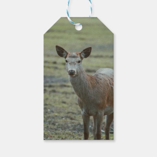 Herten cadeau labels cadeaulabel (Voorkant)