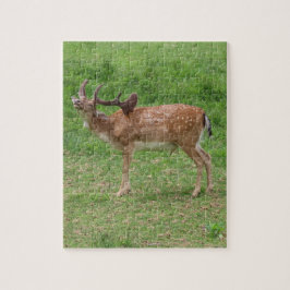 herten, damherten in de buitenlucht legpuzzel