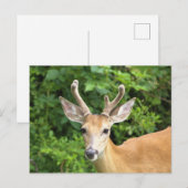 Herten Foto Ansichtkaart Briefkaart (Voorkant / Achterkant)