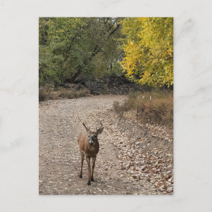 Herten Foto Ansichtkaart Briefkaart
