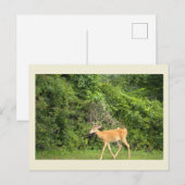 Herten Foto Ansichtkaart Briefkaart (Voorkant / Achterkant)