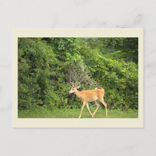 Herten Foto Ansichtkaart Briefkaart (Voorkant)