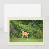 Herten Foto Ansichtkaart Briefkaart (Voorkant / Achterkant)