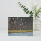 Herten Foto Ansichtkaart Briefkaart (Staand voorkant)
