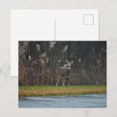 Herten Foto Ansichtkaart Briefkaart (Voorkant / Achterkant)