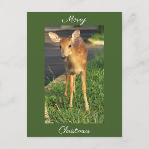 Herten Foto Kerst Ansichtkaart Briefkaart