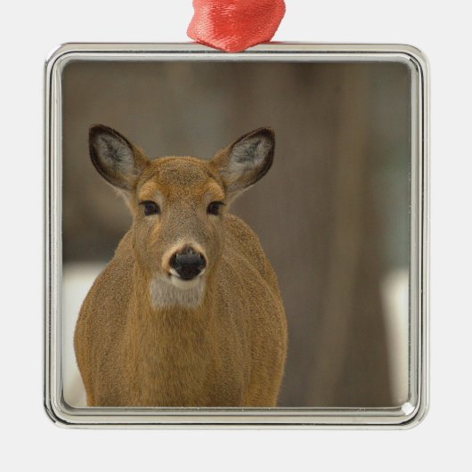 Herten Foto Ornament (Voorkant)