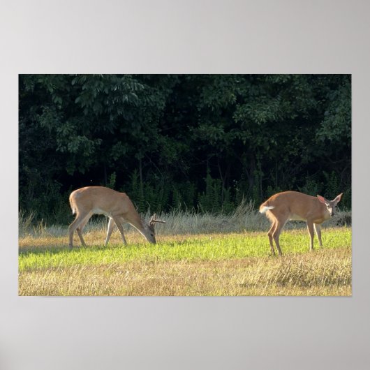 Herten Foto Poster (Voorkant)