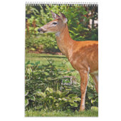 Herten fotoboek kalender2 kalender (Jan 2027)
