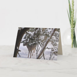 Herten in de bossen Foto kaart of notitie