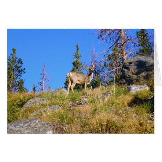 Herten in de Rocky Mountains (Voorkant Horizontaal)