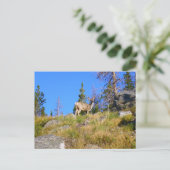 Herten in de Rocky Mountains Briefkaart (Staand voorkant)