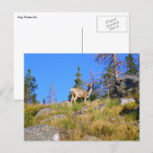 Herten in de Rocky Mountains Briefkaart (Voorkant / Achterkant)