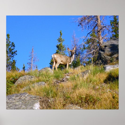 Herten in de Rocky Mountains Poster (Voorkant)
