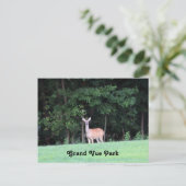 Herten in het Grand Vue Park Briefkaart (Staand voorkant)