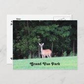 Herten in het Grand Vue Park Briefkaart (Voorkant / Achterkant)