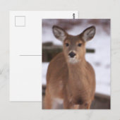 Herten in het sneeuw Briefkaart (Voorkant / Achterkant)