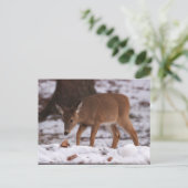 Herten in het sneeuw Briefkaart (Staand voorkant)
