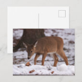 Herten in het sneeuw Briefkaart (Voorkant / Achterkant)